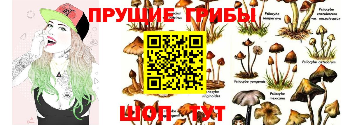 Псилоцибиновые грибы Psilocybine cubensis  Курск 